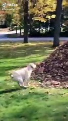 Funniest  Dogs - Awesome Funny Pet Animals Videos