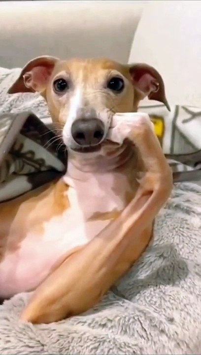 Best Funny Animal Videos Of The 2022 Try not to laugh