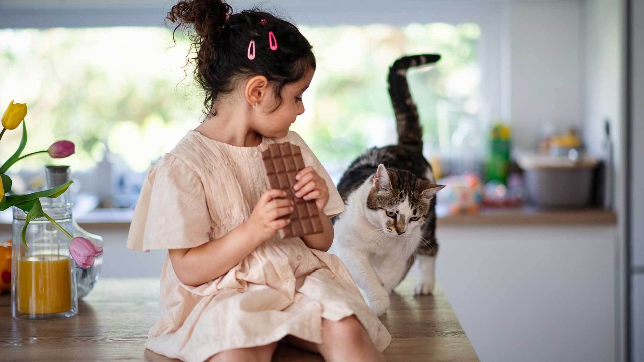 Erlaubt oder nicht? Dürfen Katzen Schokolade essen?