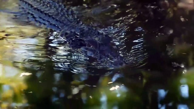 The moment Lion mother helps the Lion cub overcome the fierce Crocodile swamp Wild Animals Attacks