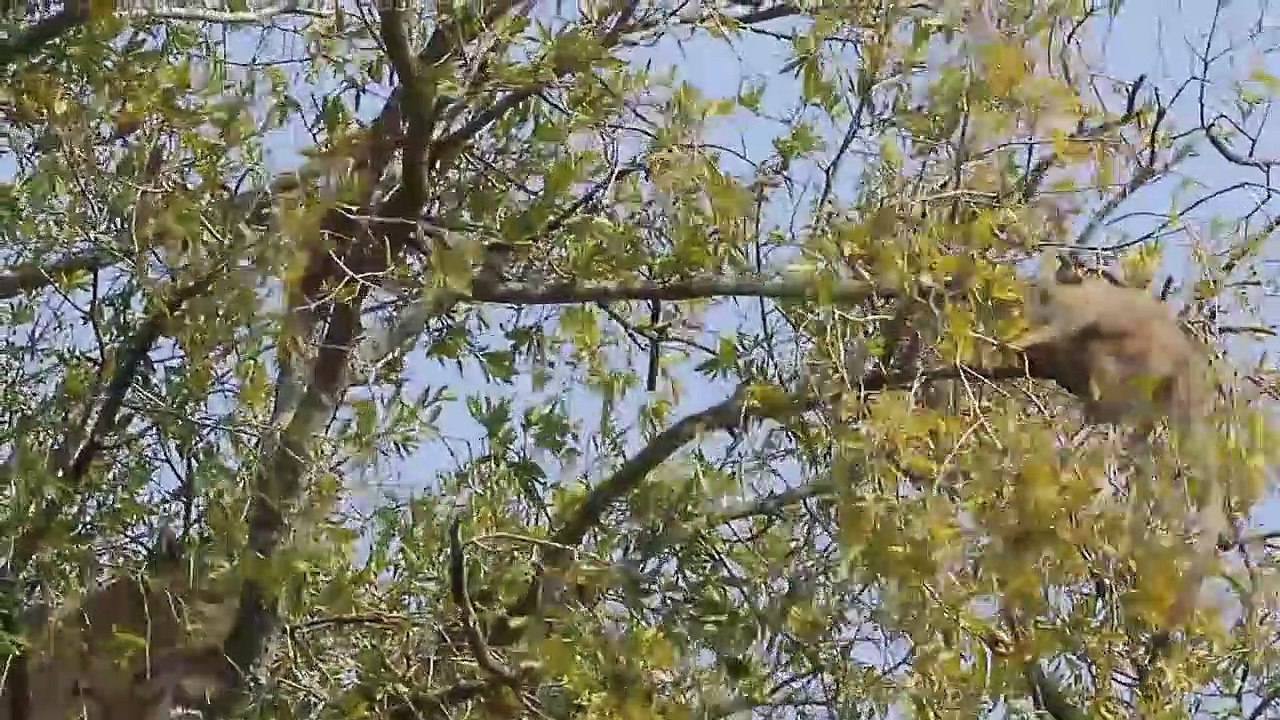 The clever Baboon band together brutally tortured the Leopard with a stick   Wild Animals Attacks