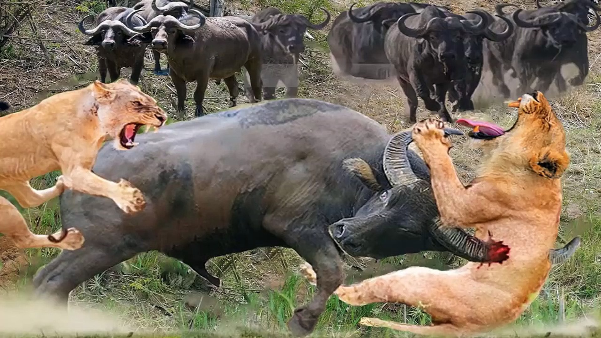 The Pride Of The Lion Is Extinguished By The Buffalo With ...