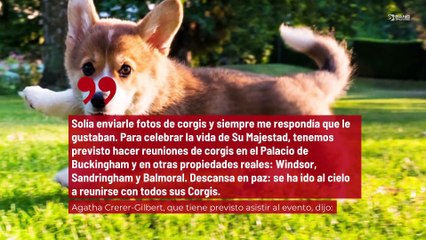 Скачать видео: ¡Los propietarios de Corgis rendirán un homenaje a la reina Isabel II!