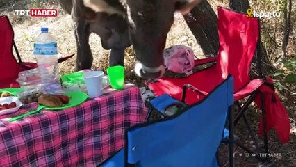 İnek piknikçilerin masasındakileri yedi