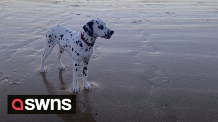 Dalmatian's hilarious reaction to hearing a brass band for the first time