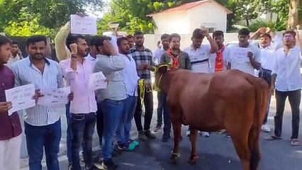 गोपालन मंत्री के आवास के बाहर प्रदर्शन, लम्पी को महामारी घोषित करने की मांग