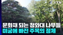 천연기념물 되는 청와대 나무...미궁에 빠진 주목의 정체 / YTN