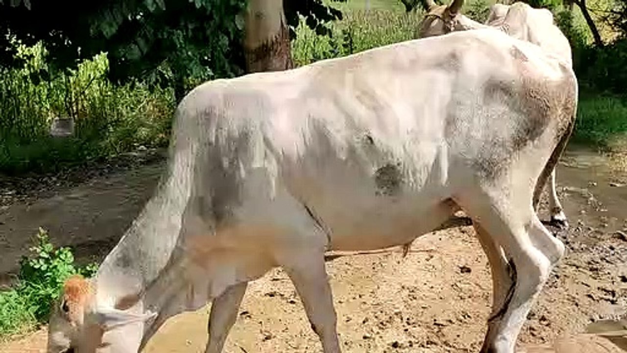 दौसा. लंपी का कहर जारी, अब तक 393 गायों की मौत