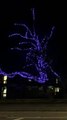 Tree lit up in Doncaster in memory of Queen Elizabeth II