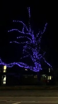 Tree lit up in Doncaster in memory of Queen Elizabeth II