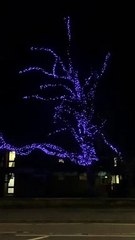 Tree lit up in Doncaster in memory of Queen Elizabeth II