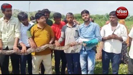 Descargar video: 12 फीट लंबा अजगर देख मची अफरा-तफरी, रेस्क्यू कर जंगल मे छोड़ा, देखें पूरा ​वीडियो...