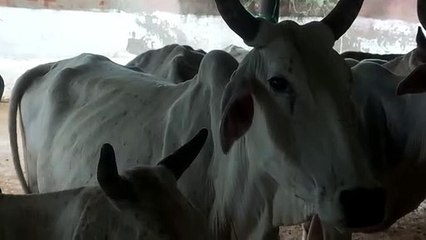 लम्पी संक्रमित पशुधन के इलाज के लिए विभाग ने उठाया यह कदम