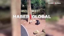 Yanlış hayvana bulaşan şempanzenin aklı çıktı