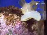 Cette creature marine est incroyable et mysterieuse