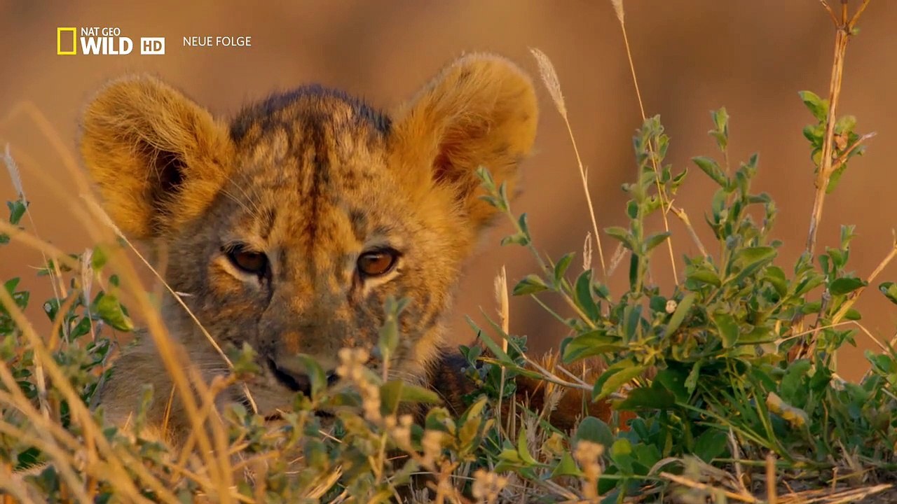 Afrikas Jäger Staffel 2 Folge 2 HD Deutsch