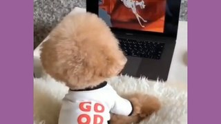 FUNNY VIDEO, puppies watch TV too seriously