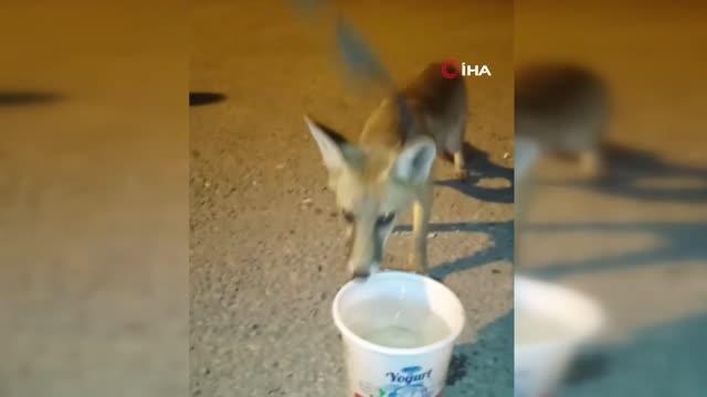 Kümeste yakalanan tilki doğaya salındı