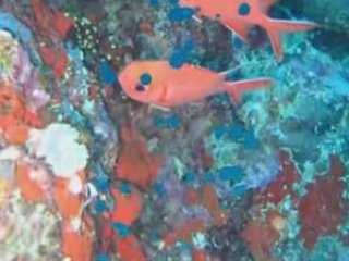 Février aux maldives avec Made in Blue