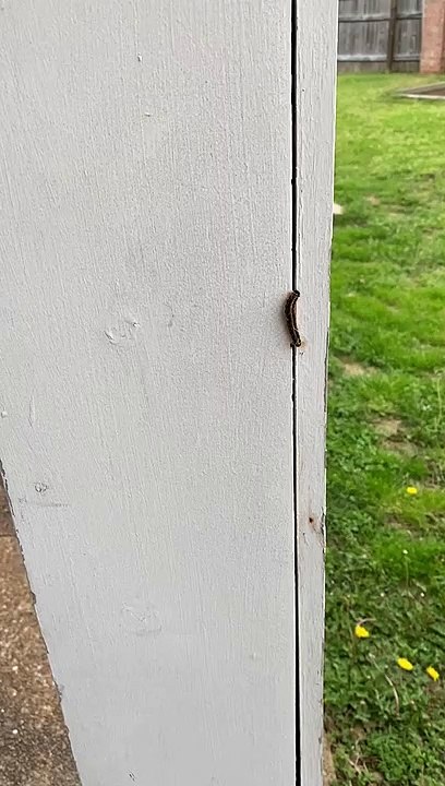 It’s a caterpillar
