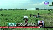 Ilang magsasaka, hiniling na itaas sa P20 mula sa P13 per kilo ang presyo ng bagong aning palay | SONA