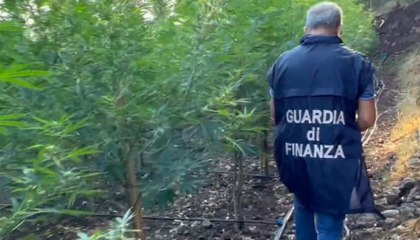 Vizzini (CT) - Tre piantagioni di marijuana sequestrate tra i boschi (12.09.22)