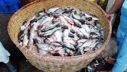 Dali Fish Video || Everyday fish video || Everything About Fish Video || Fish Fair video