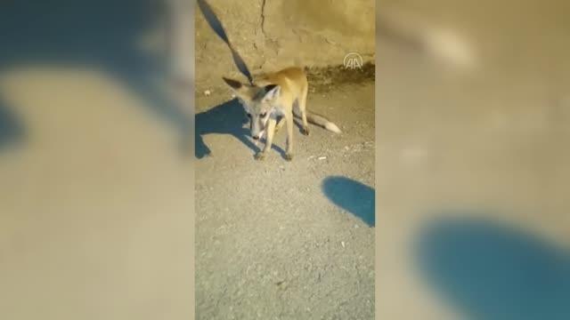 Kümeste yakalanan tilki karnı doyurulup doğaya salındı