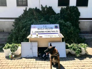 İkametlerinde uyuşturucu madde imal edip satan 2 şüpheli yakalandı