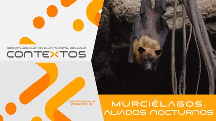 T2 Ep. 13 - Murciélagos, aliados nocturnos. | Contextos, reportajes que revelan nuestra realidad.