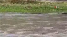 Şırnak gündem haberleri... Nesli tükenme tehlikesi altındaki su samuru Şırnak'ta görüntülendi