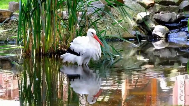 Musica Relaxante , Relaxar Meditar ou Distrair Curtir Os Animais ( THE ANIMALS )