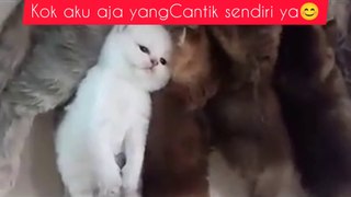 CUTE BABY CAT