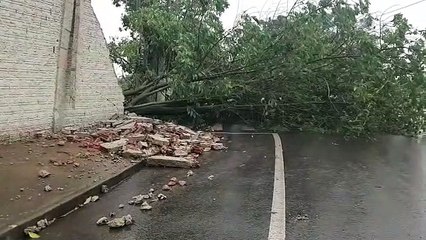 Árvore está caída no meio da rua desde o temporal de sexta-feira (09) no Bairro Canadá