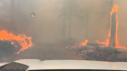 Elderly couple and their dogs rescued from Mosquito Fire