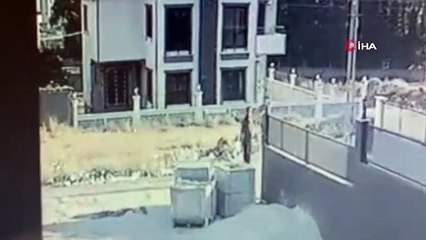 Yavru köpeği acımasızca vurdu! Zanlının ifadesi "pes" dedirtti