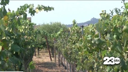 Heatwave affecting harvest schedule for wine grapes