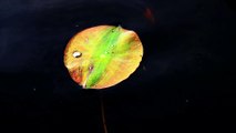 Liquid jewel on a  floating Lotus leaf. No talking. 4K