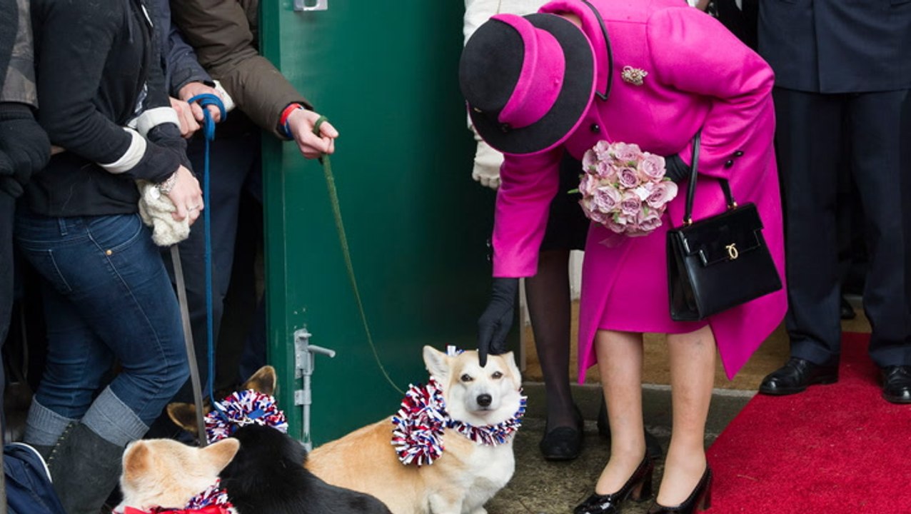 Entschieden: Das passiert mit den Corgis der Queen