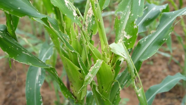 Midwest farmers may face new threat from rising temperatures
