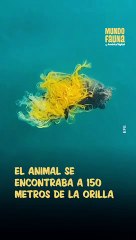 Un dron salva a una tortuga marina en peligro de extinción