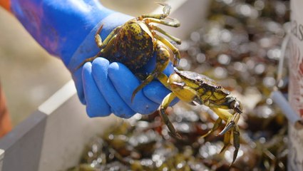 The true cost of the green crab invasion — and how whiskey can help