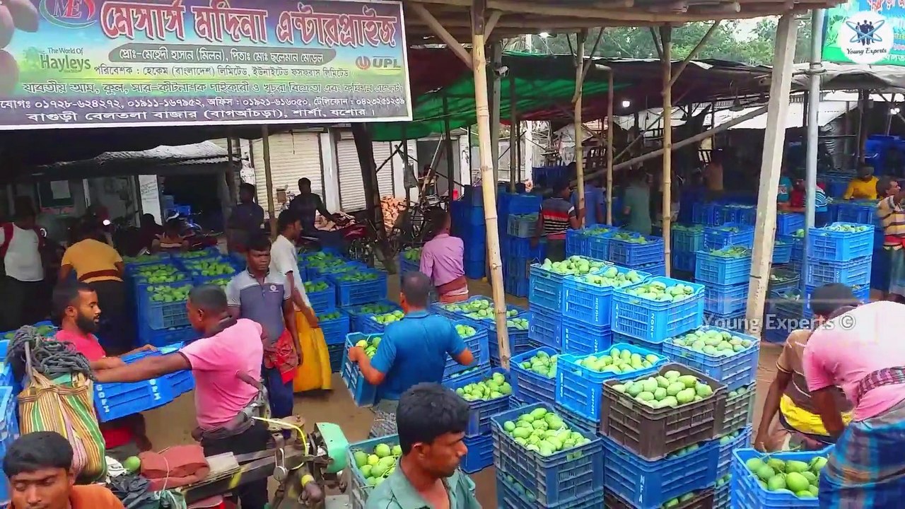 Largest Mango Market of Jessore || যশোরের বিখ্যাত আমের বাজার, বাগুড়ি-বেলতলা