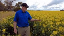South Australian farmers hoping for bumper crop this year