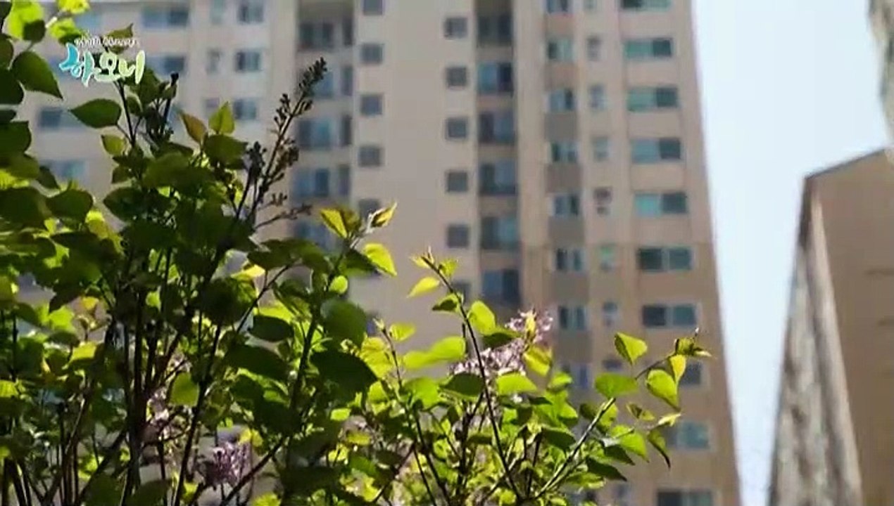 [하모니] 미국에서 온 쌍둥이 맘 다이애나 씨의 유쾌한 추석맞이 - 3부
