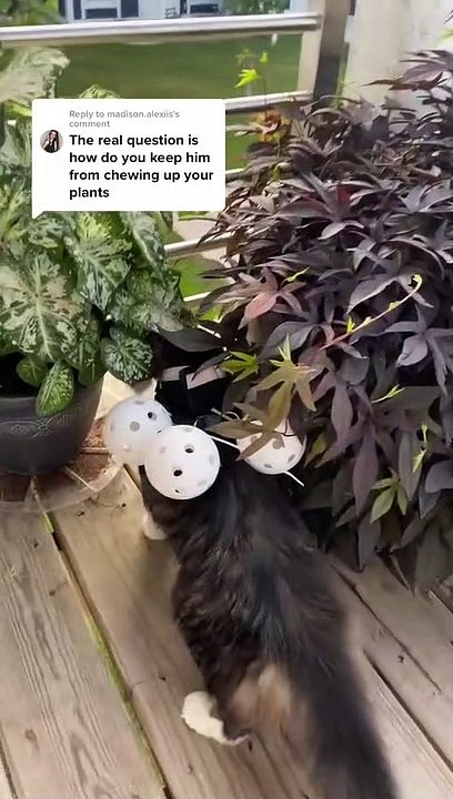 LOL Cat