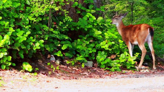 Musica Relaxante , Relaxar Meditar ou Distrair Curtir Os Animais 3 ( THE ANIMALS )