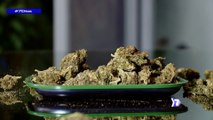 7dias-marihuana recreativa: ¿es hora de legalizar?-120922