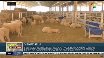 Venezuela avanza en el desarrollo de sistemas de producción bovina de doble propósito