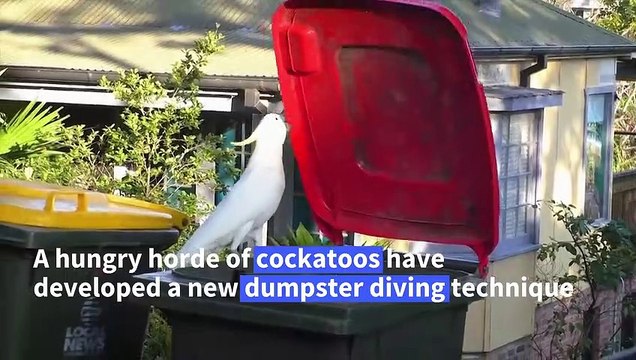 Cockatoos in arms race wih Australians over their rubbish bins